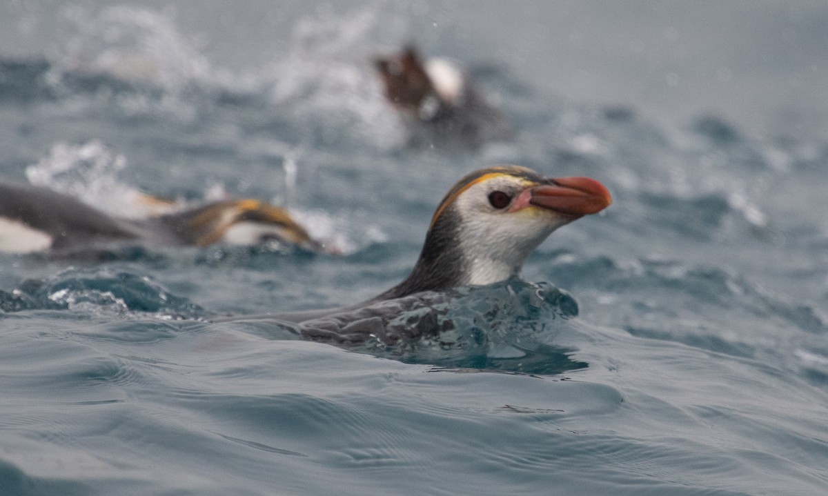 Royal Penguin - ML632977434