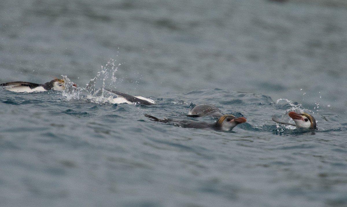 Royal Penguin - ML632977435