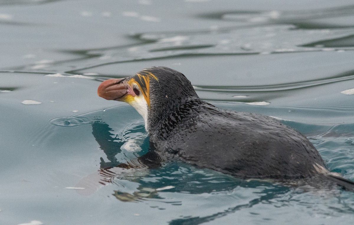 Royal Penguin - ML632977436