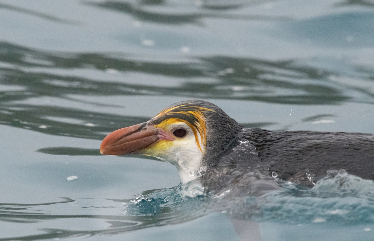 Royal Penguin - ML632977437