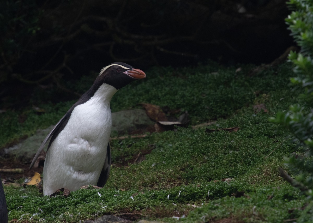 Snares Penguin - ML632977544