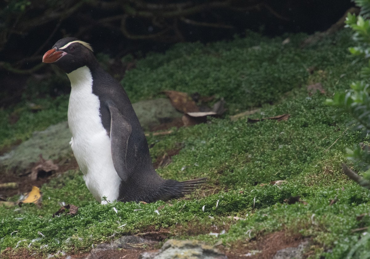 Snares Penguin - ML632977545