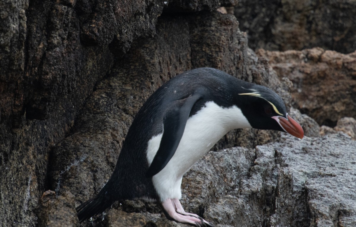 Snares Penguin - ML632977546