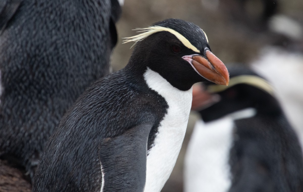 Snares Penguin - ML632977548