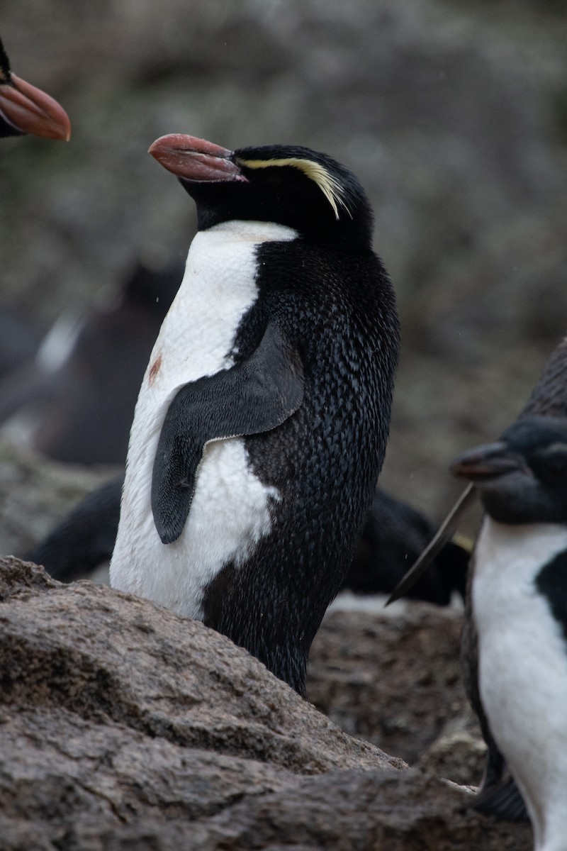 Snares Penguin - ML632977549