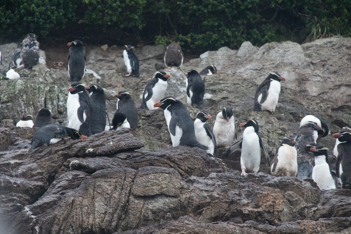Snares Penguin - ML632977550