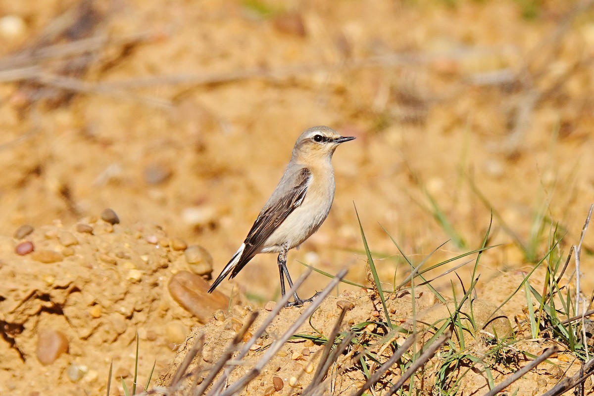Northern Wheatear - ML632977567