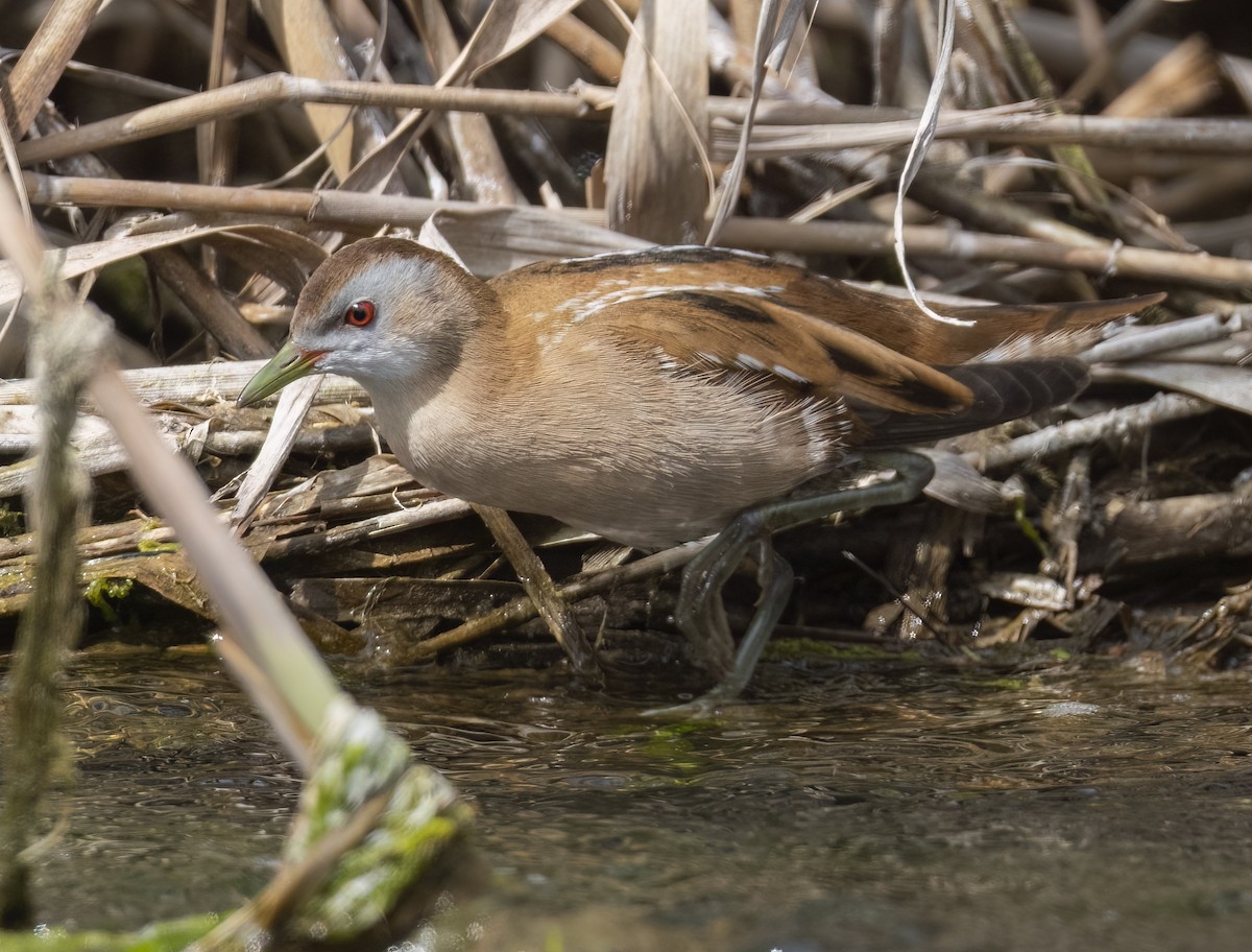 Little Crake - ML632977613