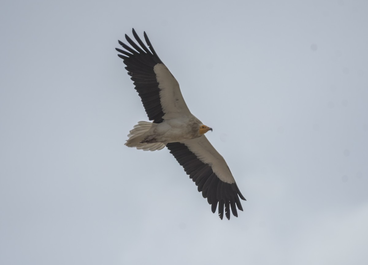 Egyptian Vulture - ML632977624