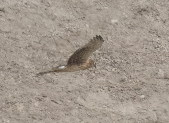 Hen Harrier - ML632977633