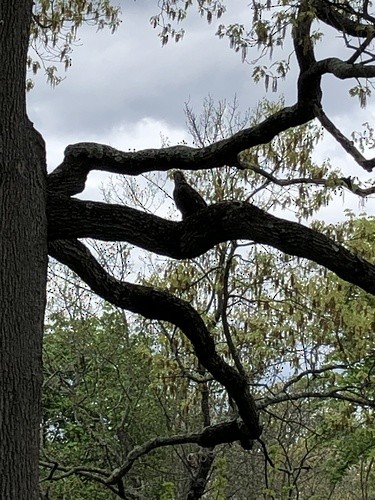 Bald Eagle - ML632977746