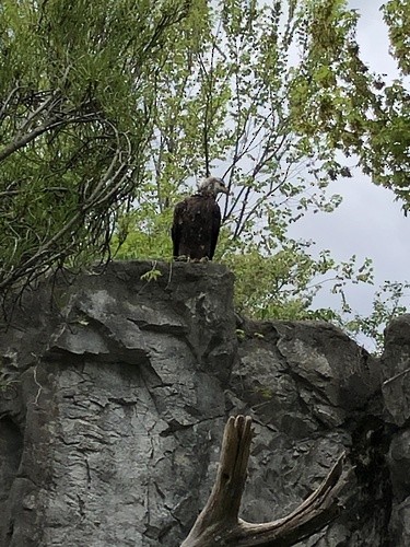 Bald Eagle - ML632977747