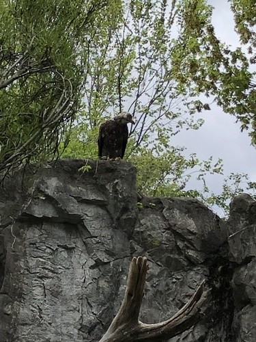 Bald Eagle - ML632977748