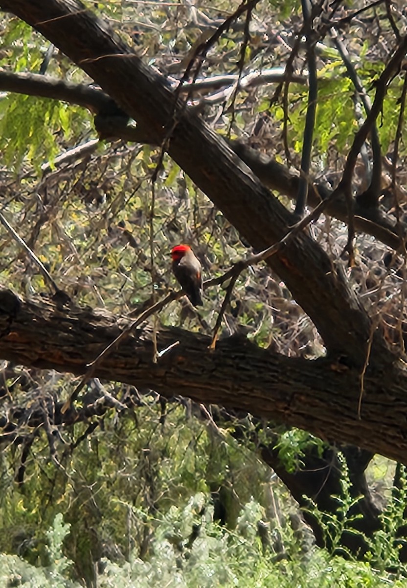 Vermilion Flycatcher - ML632977890