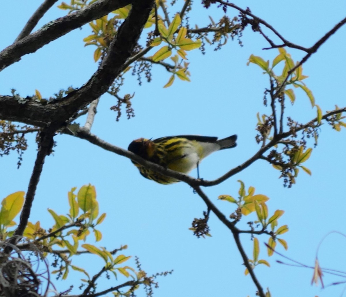 Paruline tigrée - ML632977920