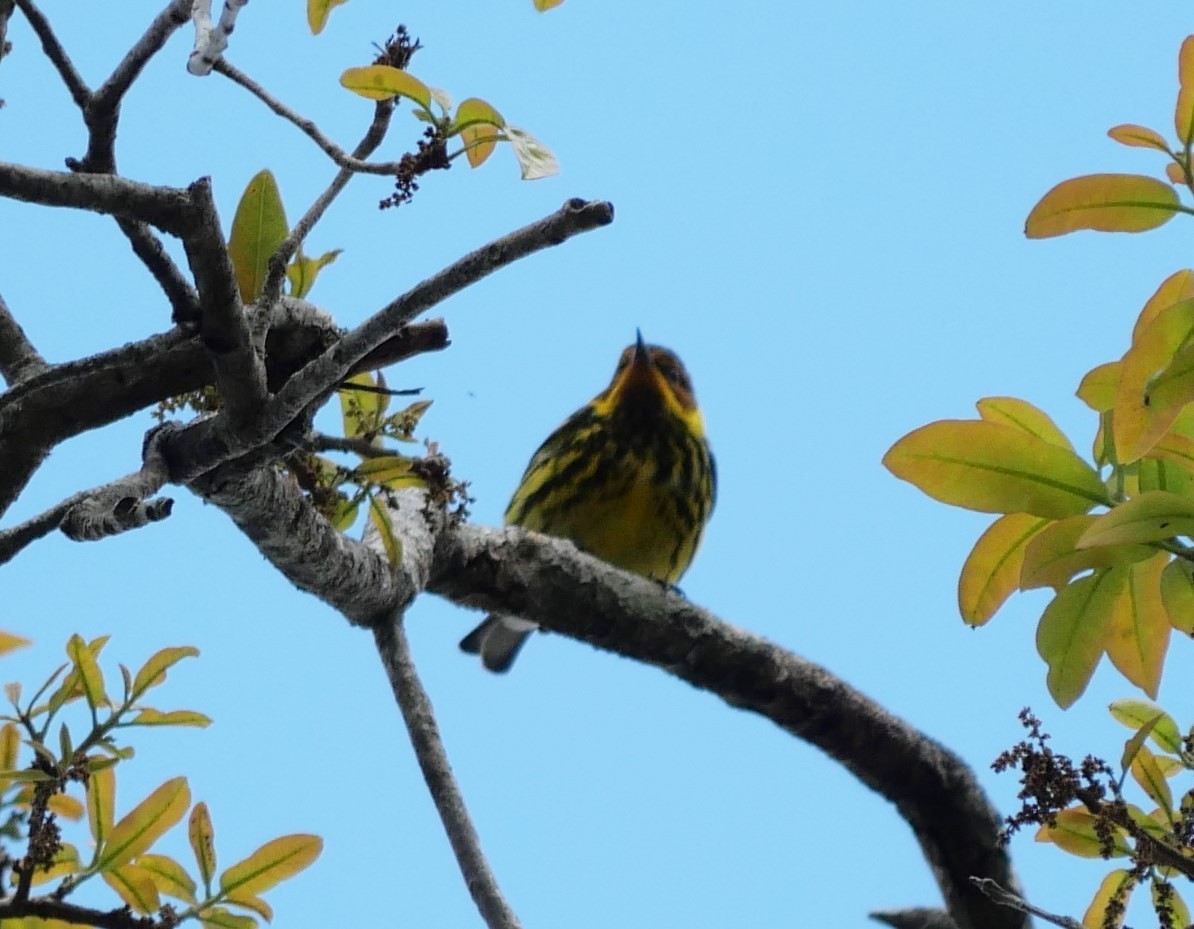 Paruline tigrée - ML632977923