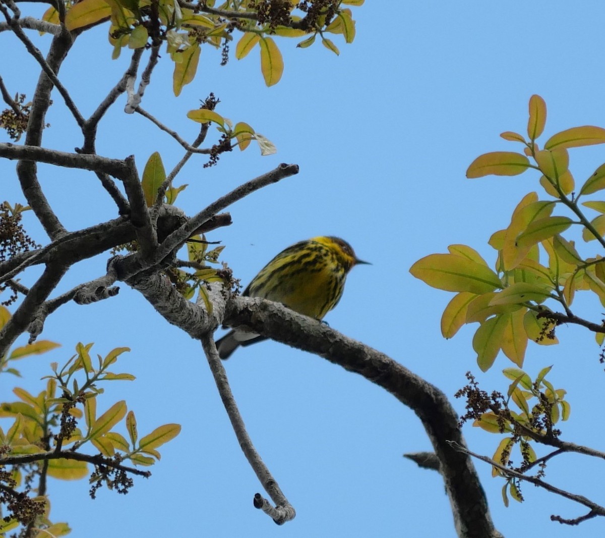 Paruline tigrée - ML632977928