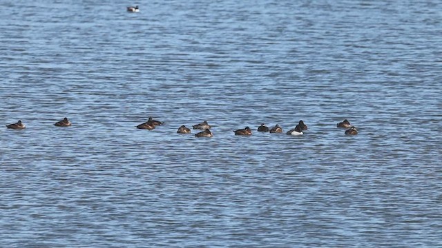 Ring-necked Duck - ML632977969