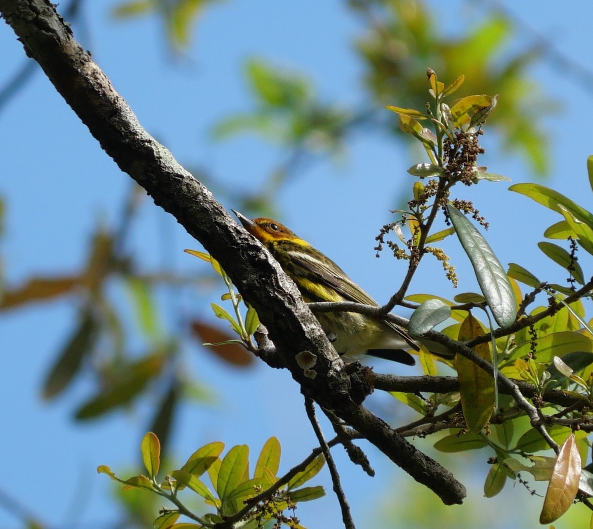 Paruline tigrée - ML632977970