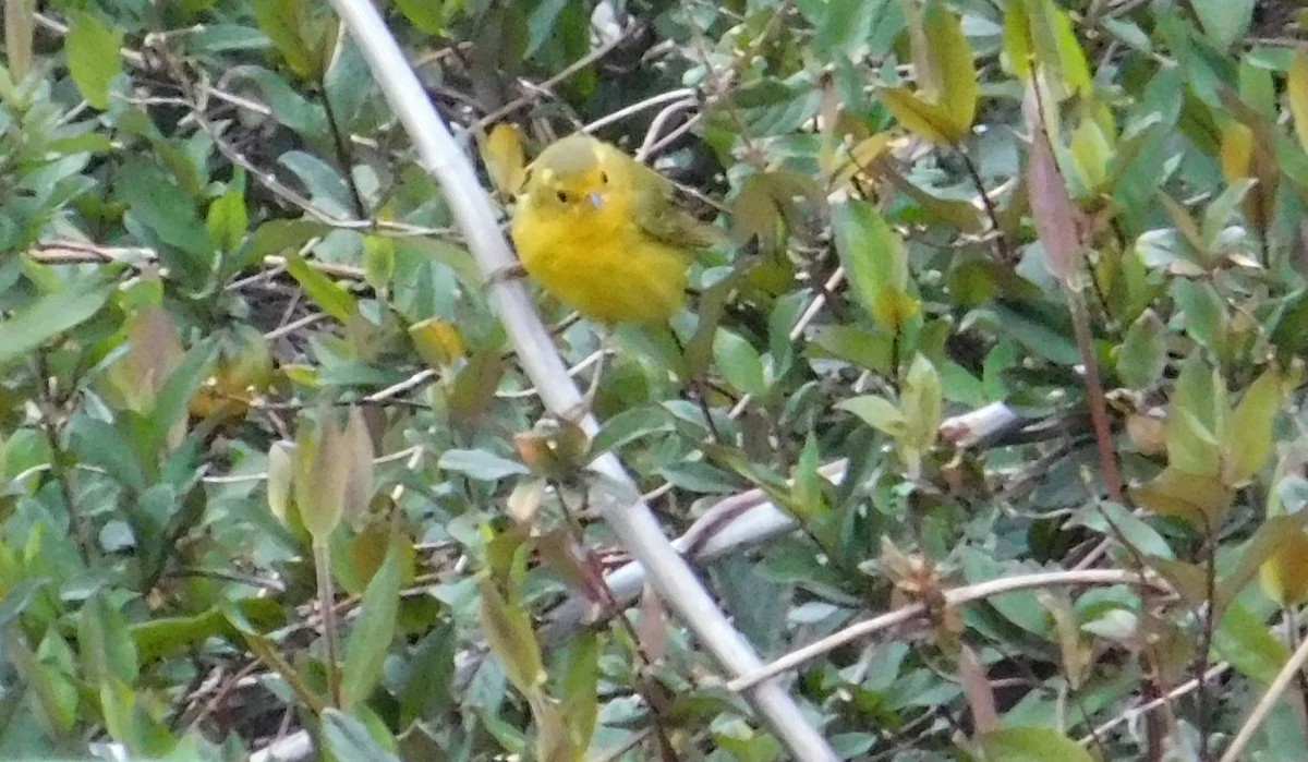 Reinita de Wilson - ML632977979