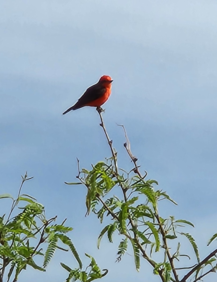 Vermilion Flycatcher - ML632978009