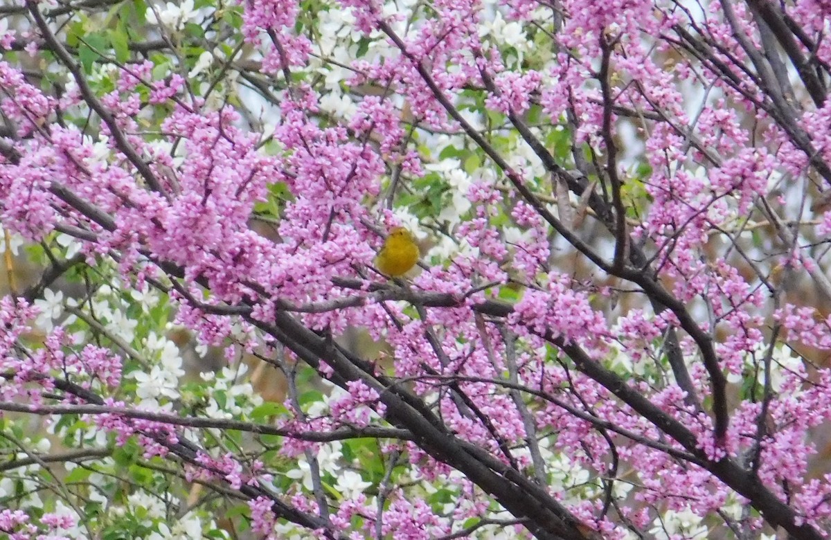 Reinita de Wilson - ML632978144