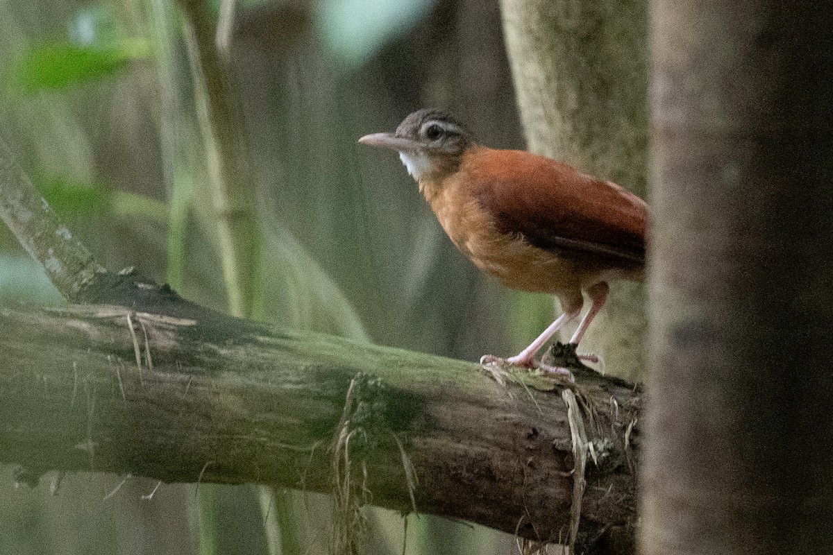 Pale-billed Hornero - ML632978152