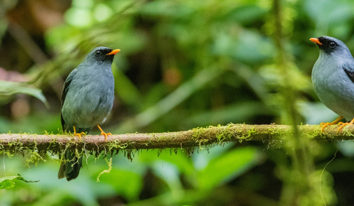 Black-faced Solitaire - ML632978161