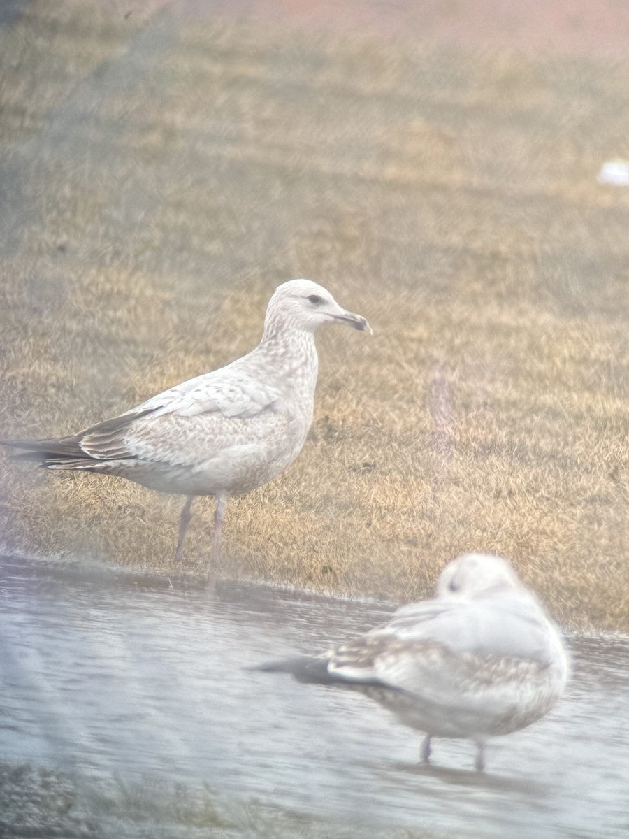 American Herring Gull - ML632978278