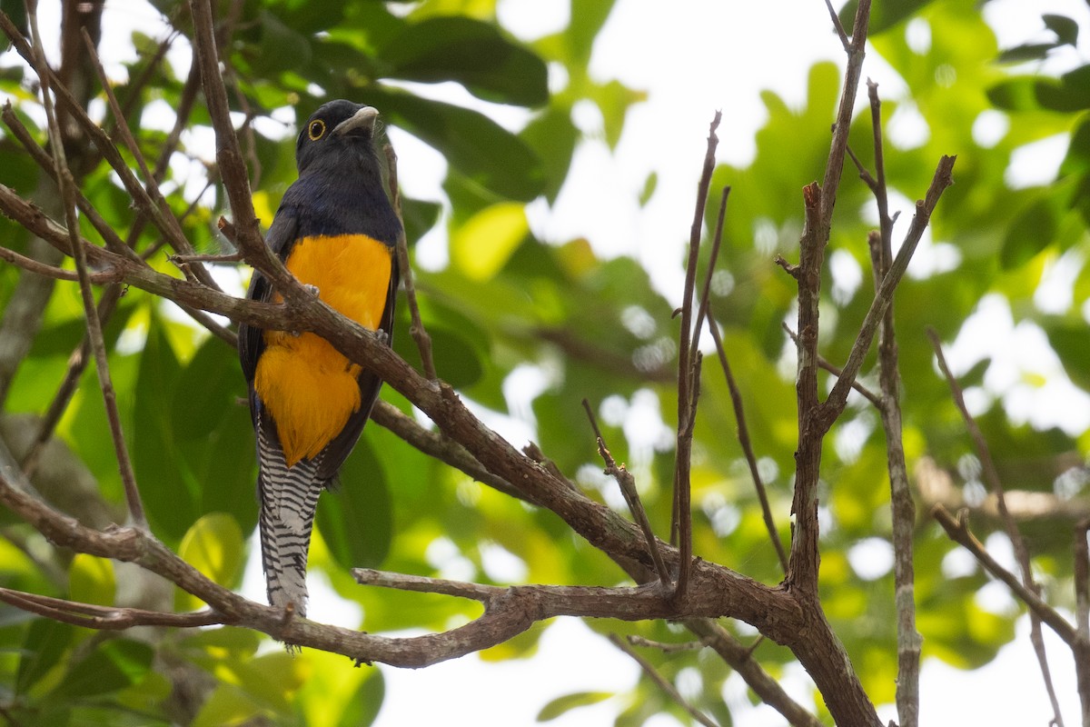 Amazonian Trogon - ML632978305