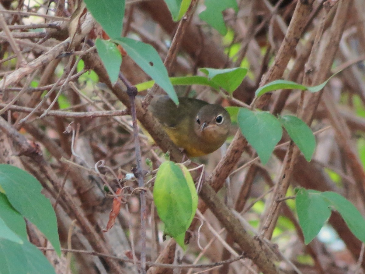 Connecticut Warbler - ML632978431