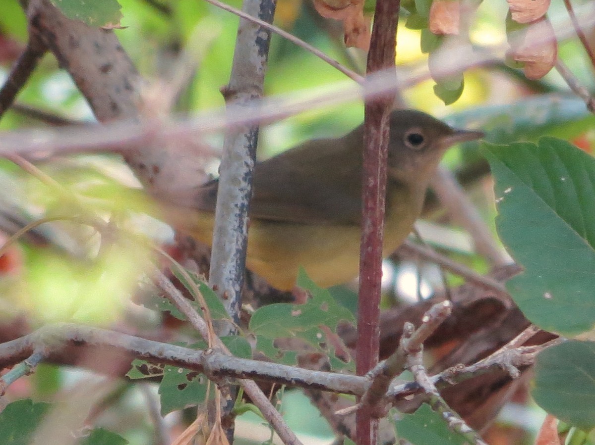 Connecticut Warbler - ML632978434