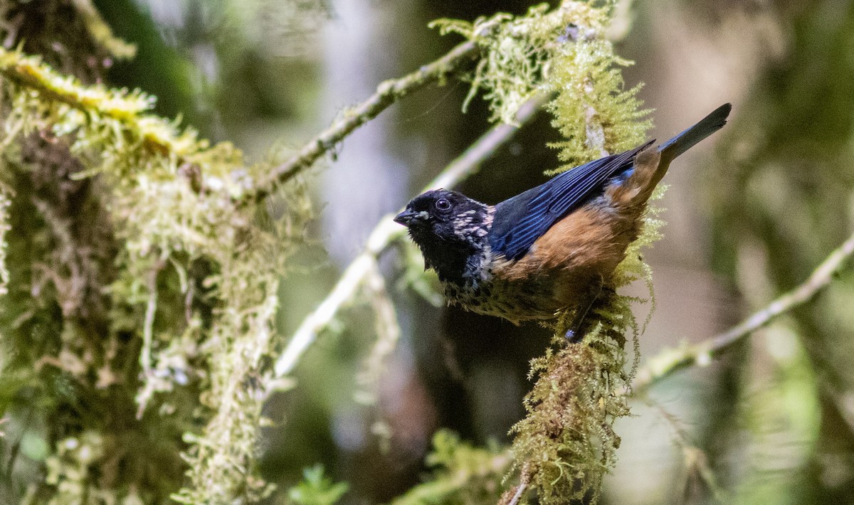 Spangle-cheeked Tanager - ML632978467