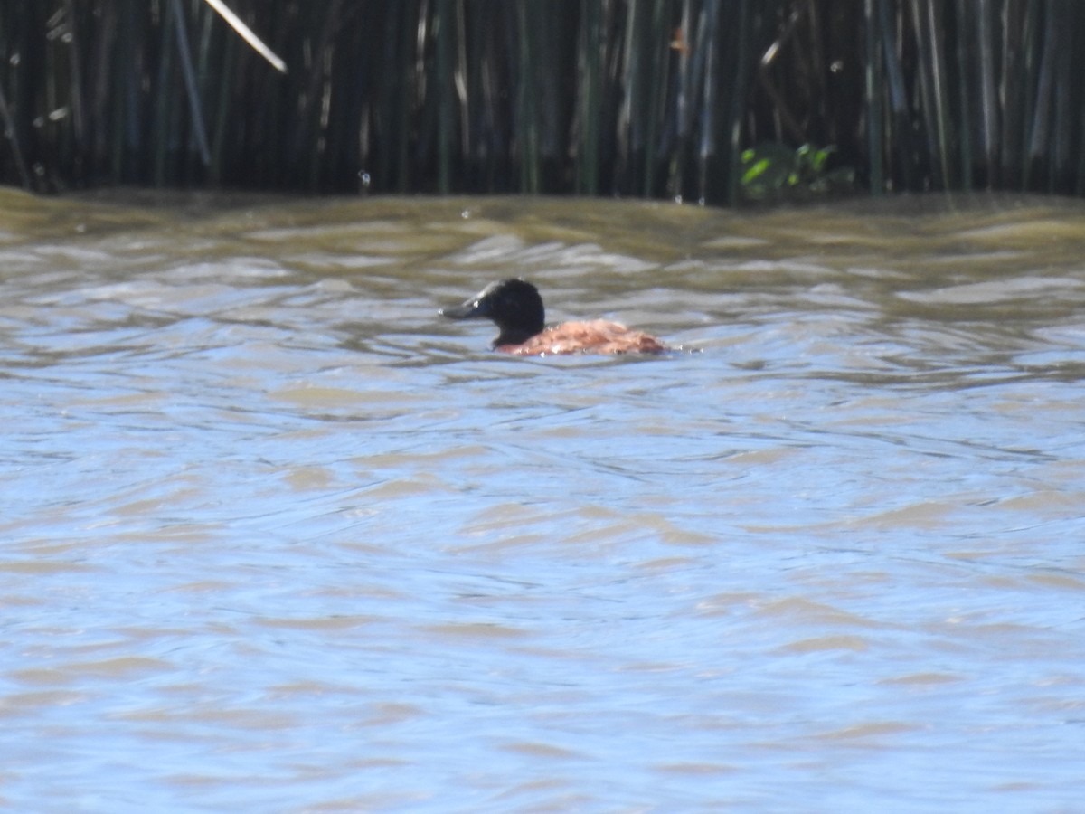Black-headed Duck - ML632978490