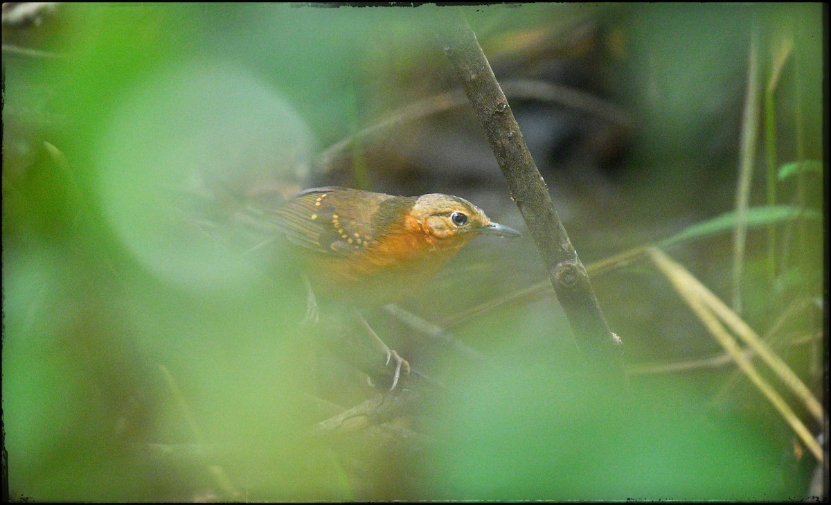 Rufous-faced Antbird - ML632978495