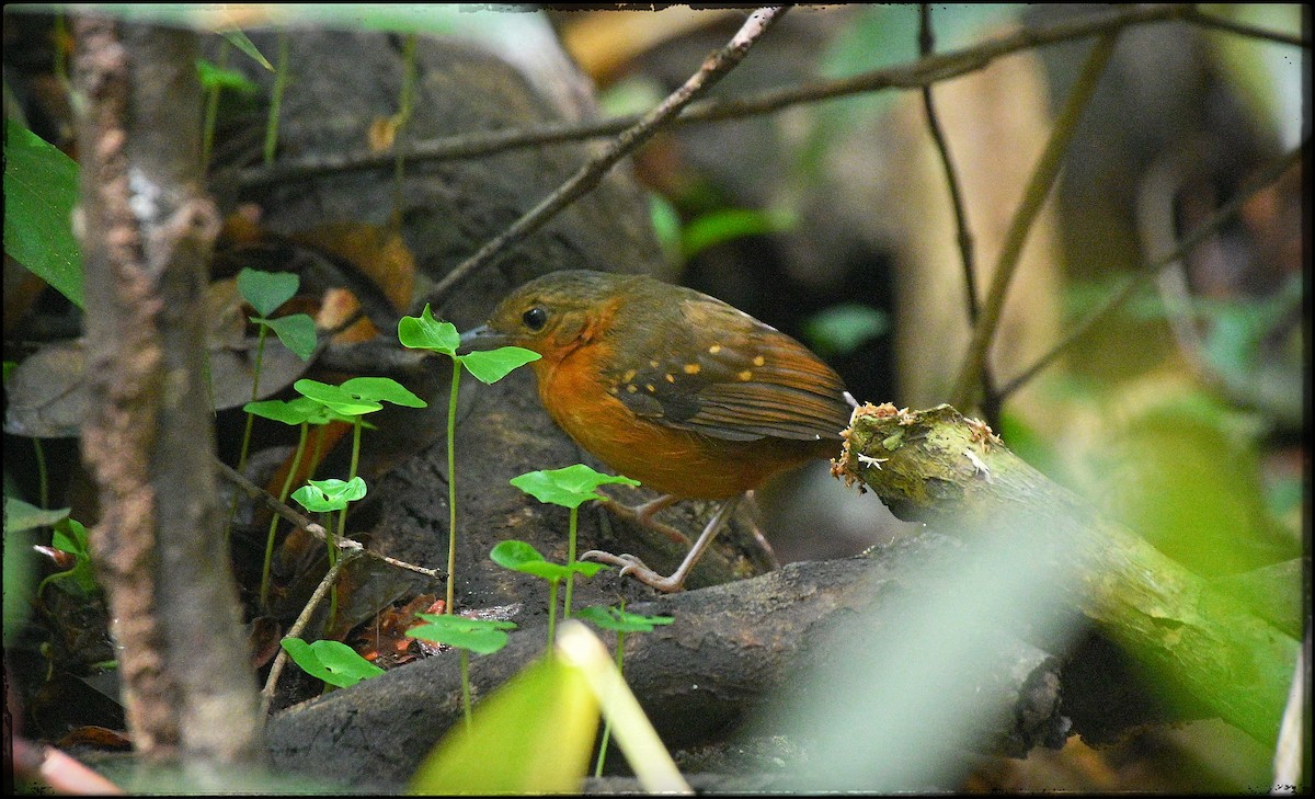Rufous-faced Antbird - ML632978496