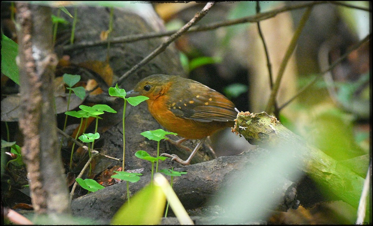 Rufous-faced Antbird - ML632978497