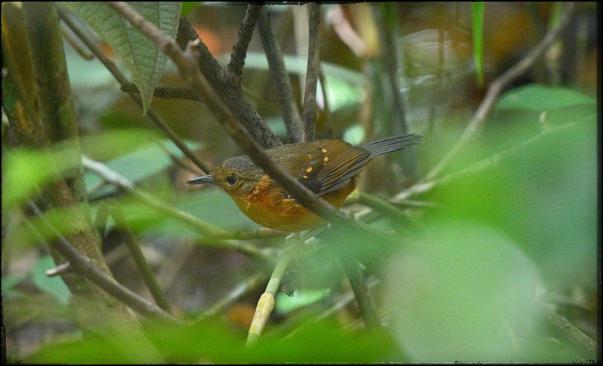 Rufous-faced Antbird - ML632978498