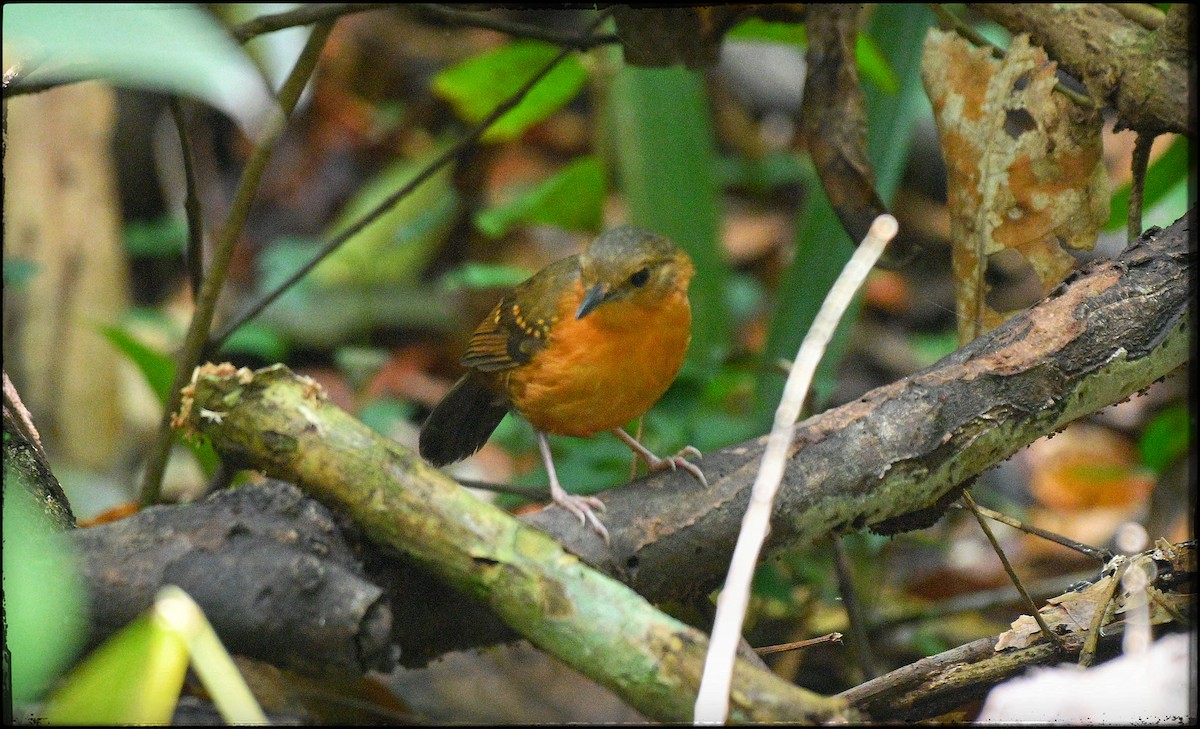 Rufous-faced Antbird - ML632978499