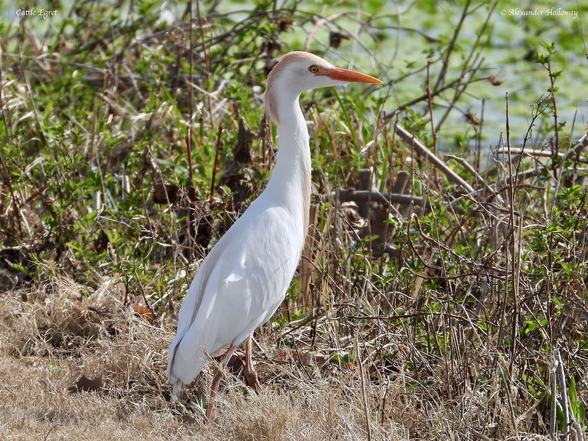 Western Cattle-Egret - Alexander Holloway