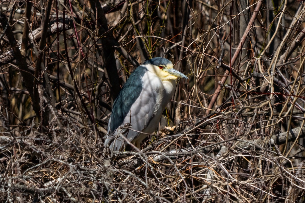 Black-crowned Night Heron - ML632978676
