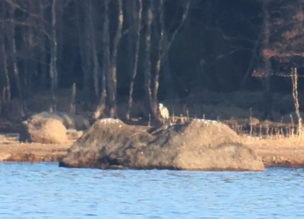 אנפה אפורה - ML632978777