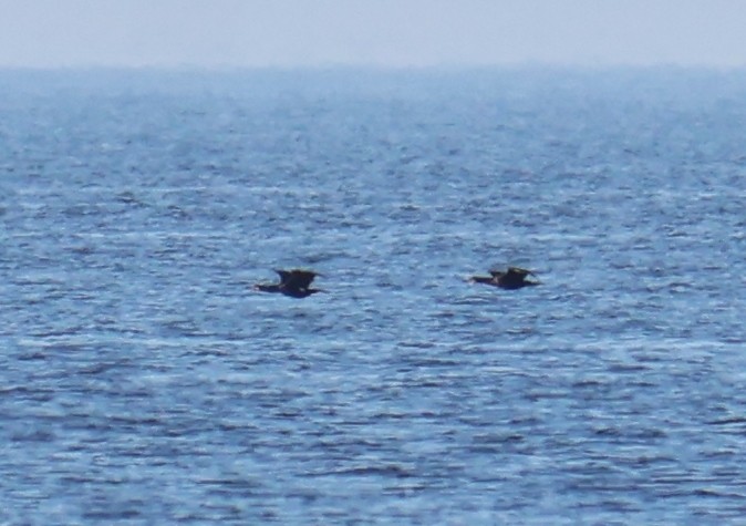 קורמורן גדול - ML632978803