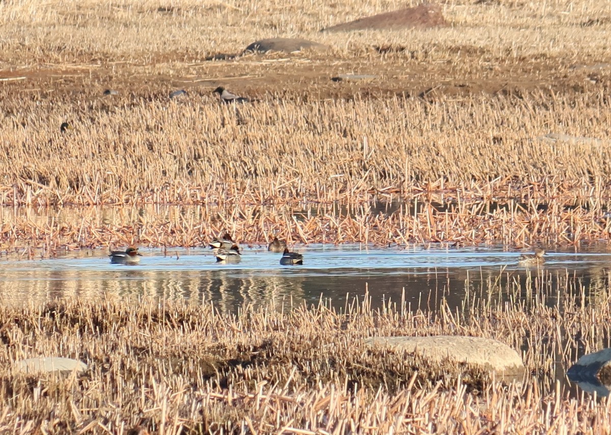 שרשיר - ML632978994