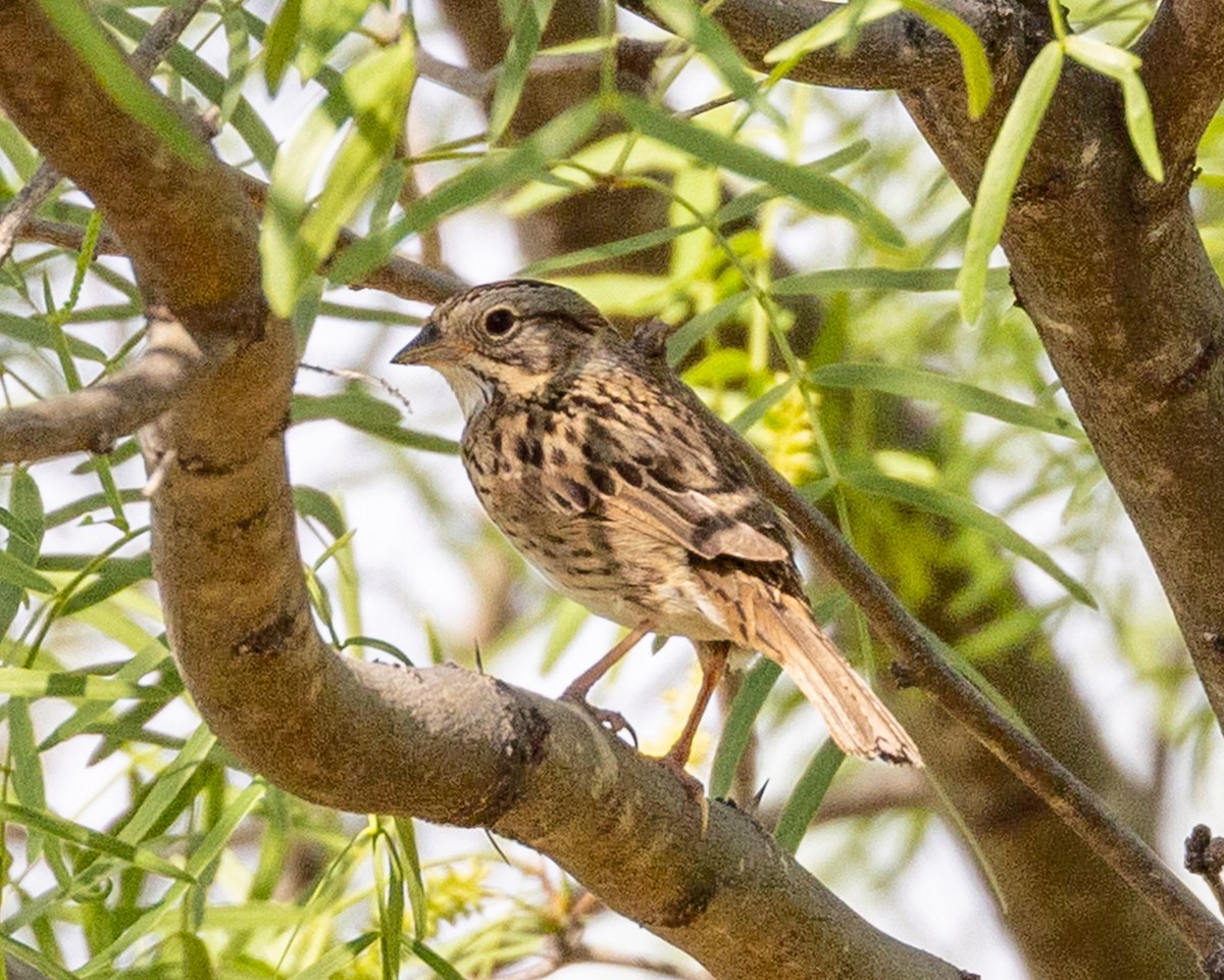 Lincoln's Sparrow - ML632978997