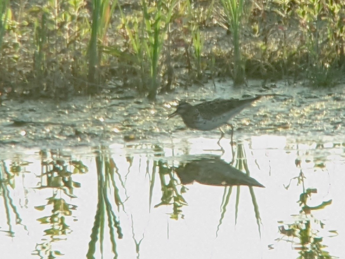 Sharp-tailed Sandpiper - ML632979084