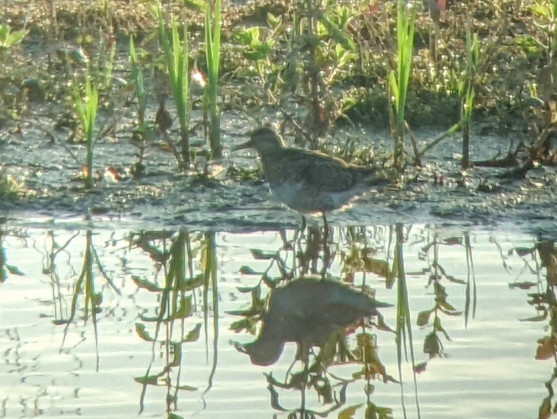 Sharp-tailed Sandpiper - ML632979085