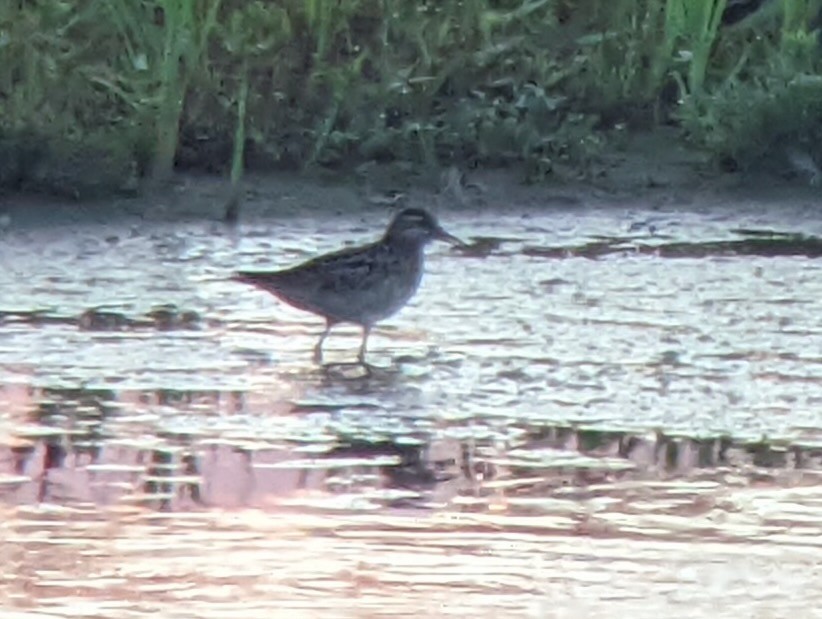 Sharp-tailed Sandpiper - ML632979086