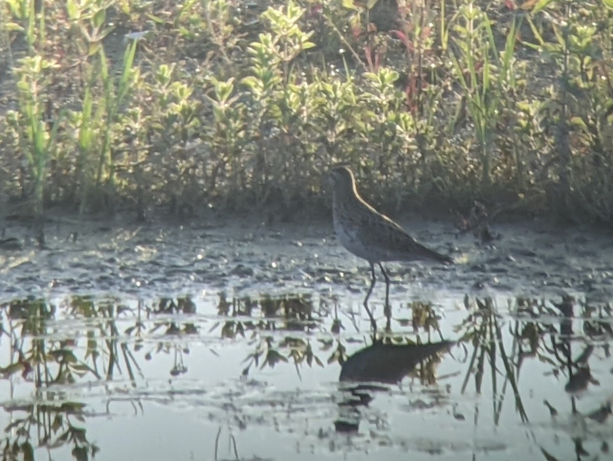 Sharp-tailed Sandpiper - ML632979087