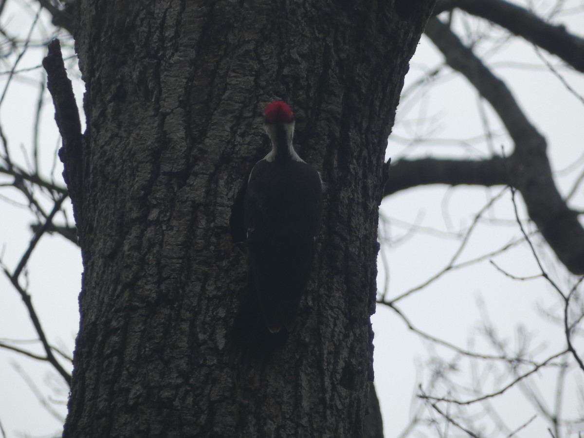 Pileated Woodpecker - ML632979116